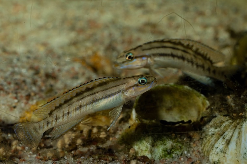Telmatochromis bifrenatus 'Maswa'